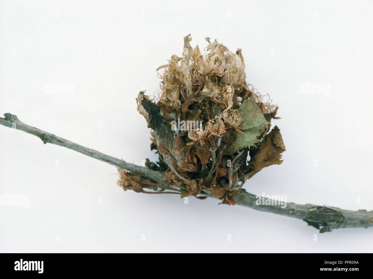 Prunus sp. flowers suffering from blossom wilt (caused by Sclerotinia sp. fungus) Stock Photo