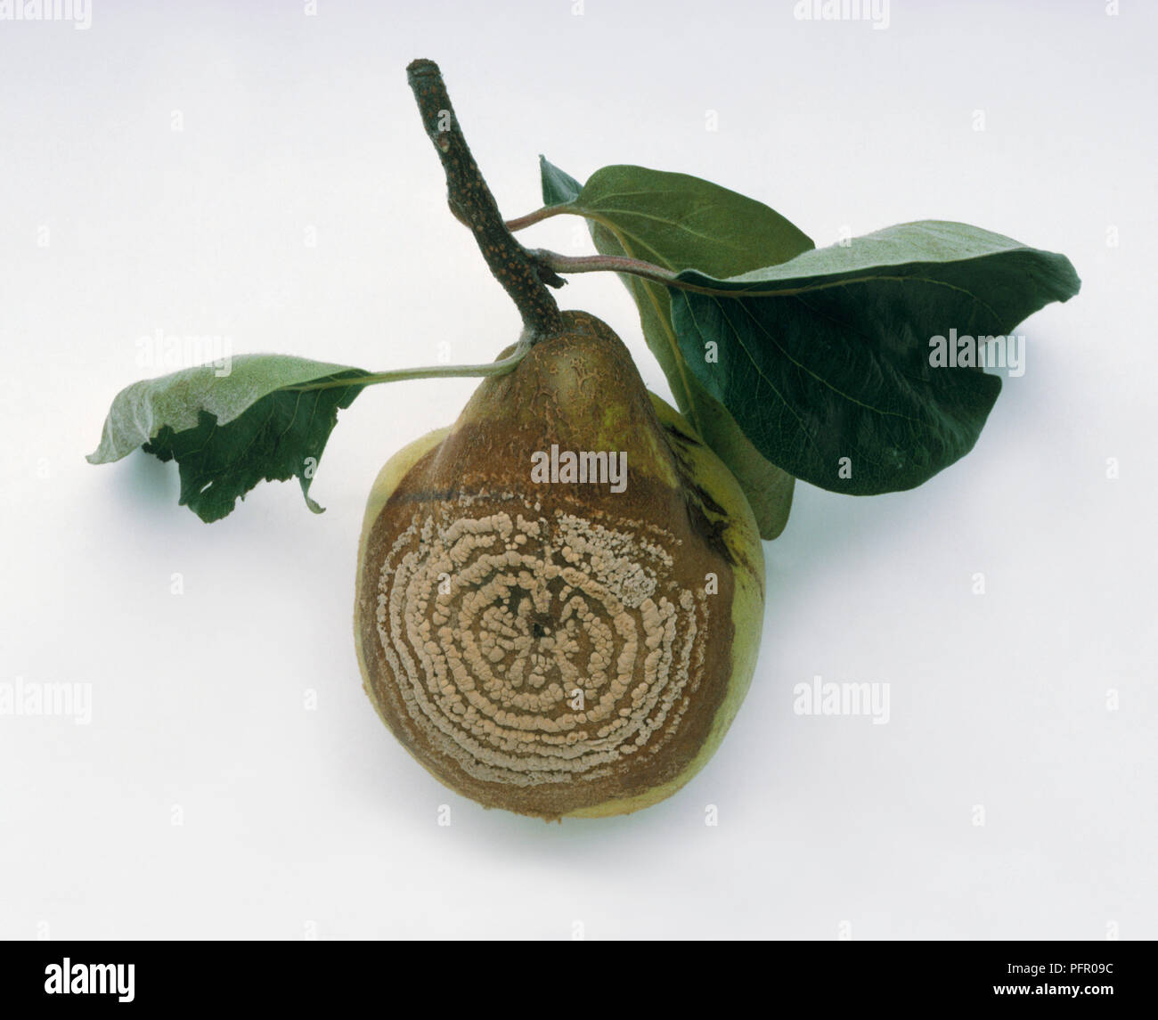 Pear showing symptoms of brown rot in the form of concentric rings on the skin Stock Photo
