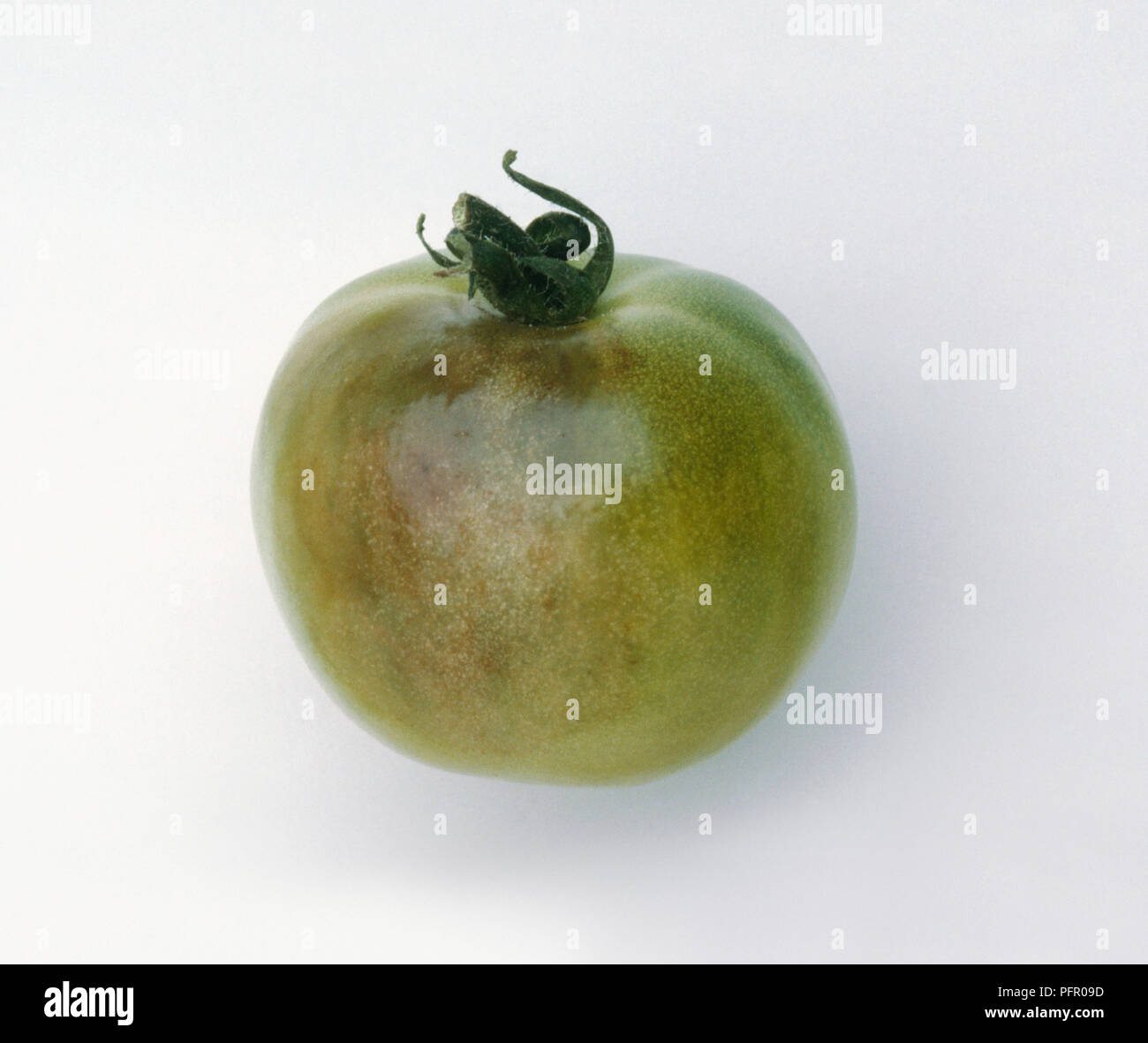 Green tomato showing discolouration caused by Phytophthora infestans (Tomato blight) Stock Photo