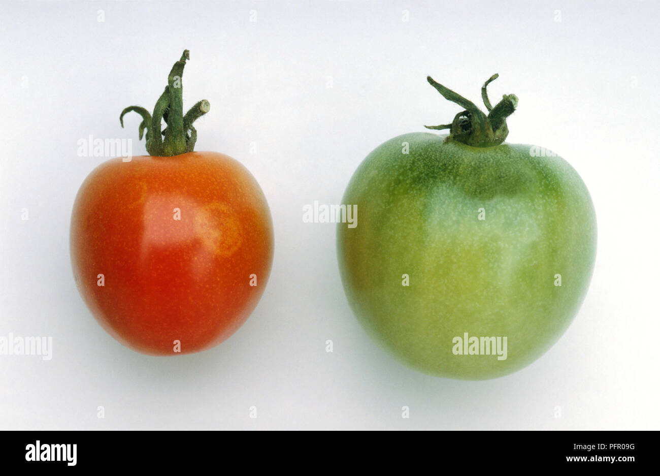 A red tomato and a green tomato showing first signs of 'ghost spots' on skin, known as Botrytis (Grey mould) Stock Photo