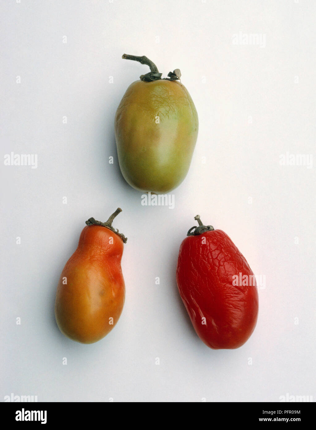 Plum-shaped tomatoes damaged by hormone weedkiller Stock Photo