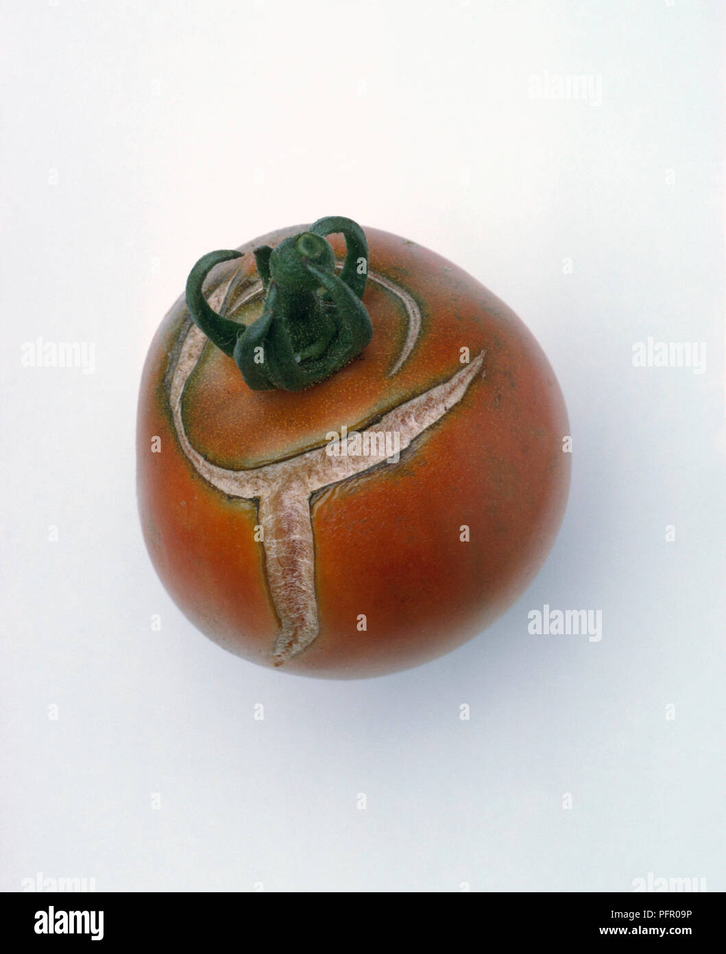 Tomato with cracked skin, due to lack of regular watering Stock Photo