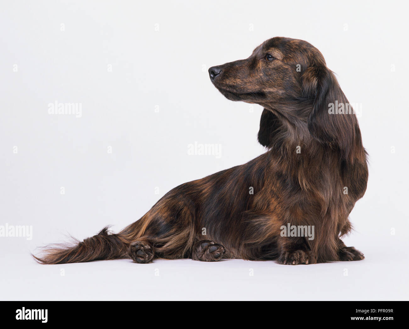 Brown longhaired Dachshund dog, stiing with head in profile Stock Photo