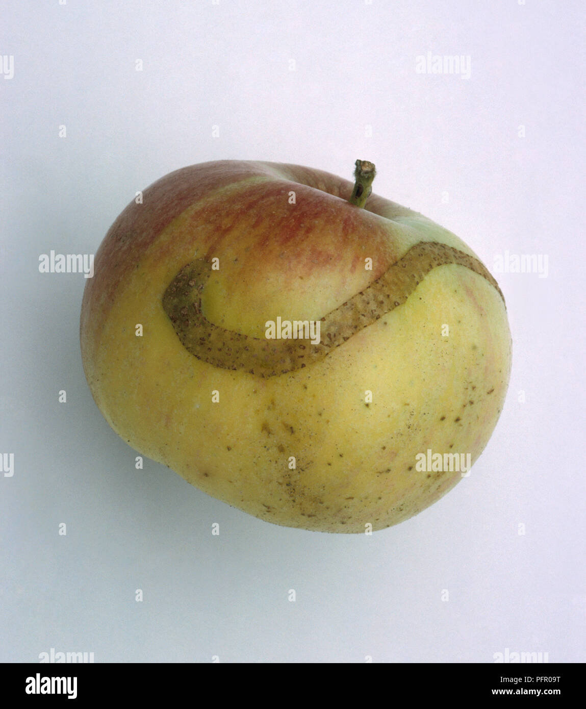 Apple damaged by sawfly (Hoplocampa testudinea) Stock Photo
