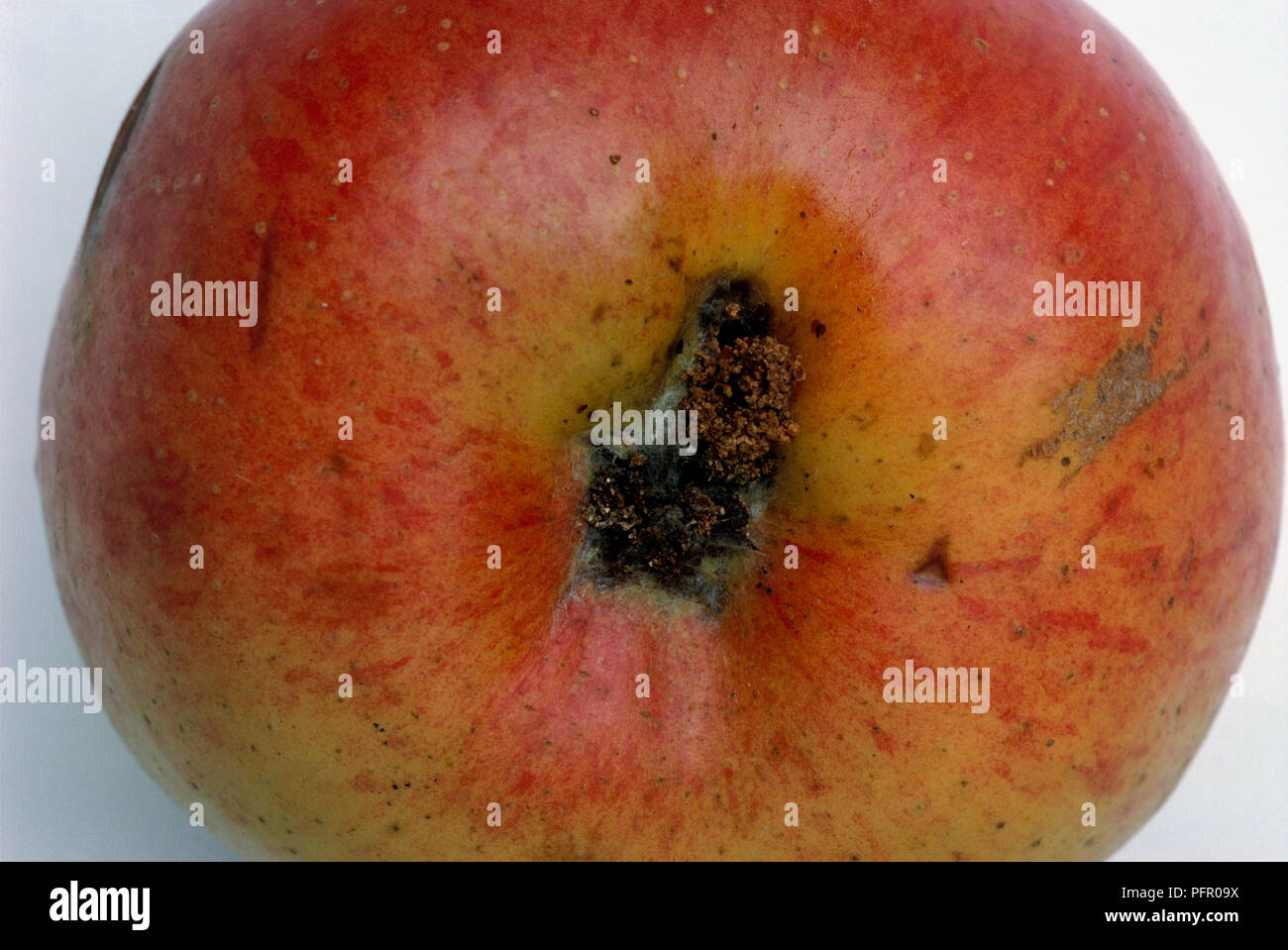 Apple damaged by codling moth infestation (Cydia pomonella) Stock Photo
