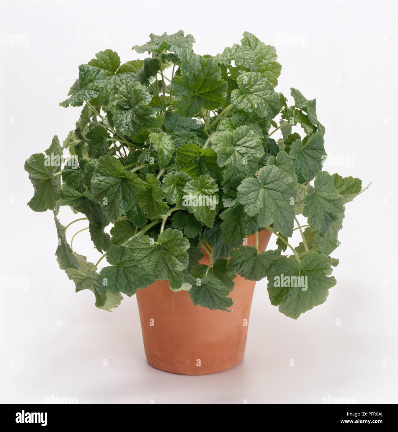 Tolmiea menziesii (Piggyback plant) in terracotta pot Stock Photo