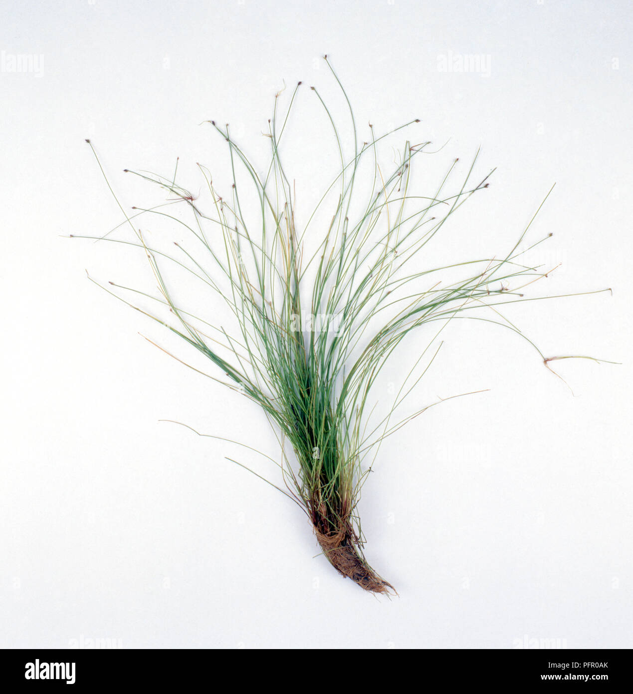 Deschampsia (Hair Grass, Tussock Grass) with small flowers and exposed roots Stock Photo