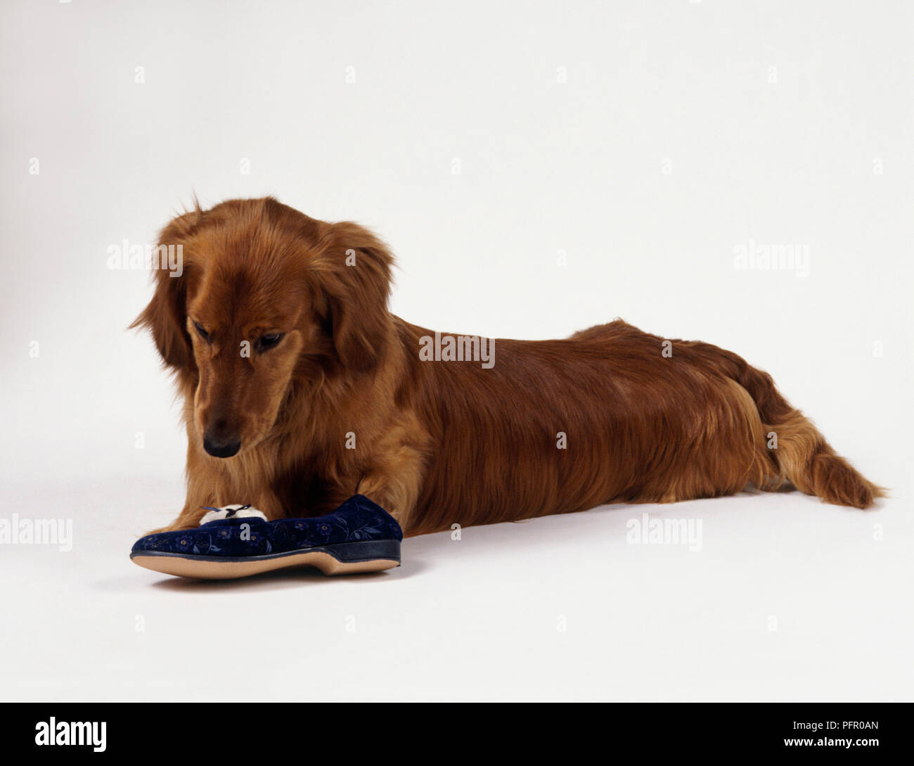 Red longhair Dachshund dog lying down looking at slipper Stock Photo