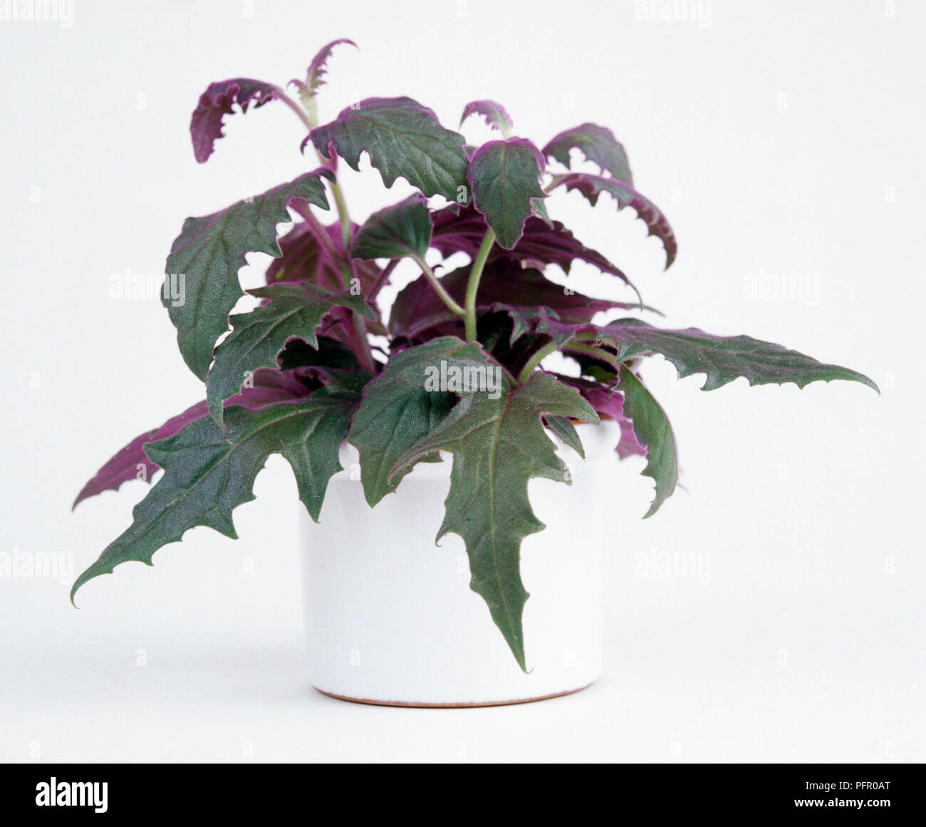 Gynura aurantiaca (Purple Velvet Plant) in white ceramic plant pot Stock Photo