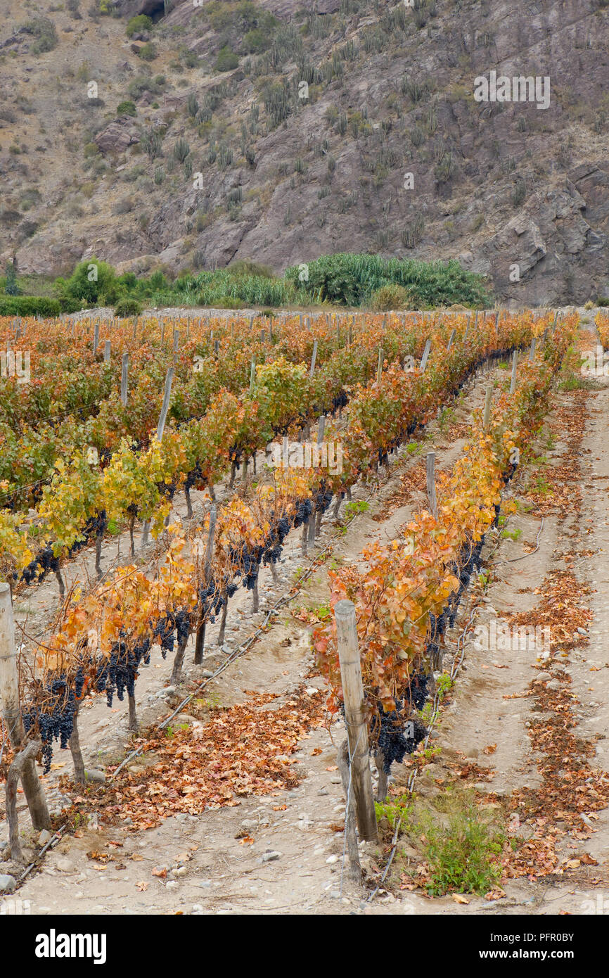Chile, Andes, Elqui valley, near Vicuna city, vineyard Stock Photo