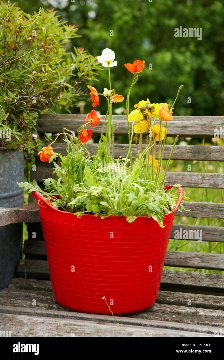Poppies in red planter on old weathered bench Stock Photo - Alamy