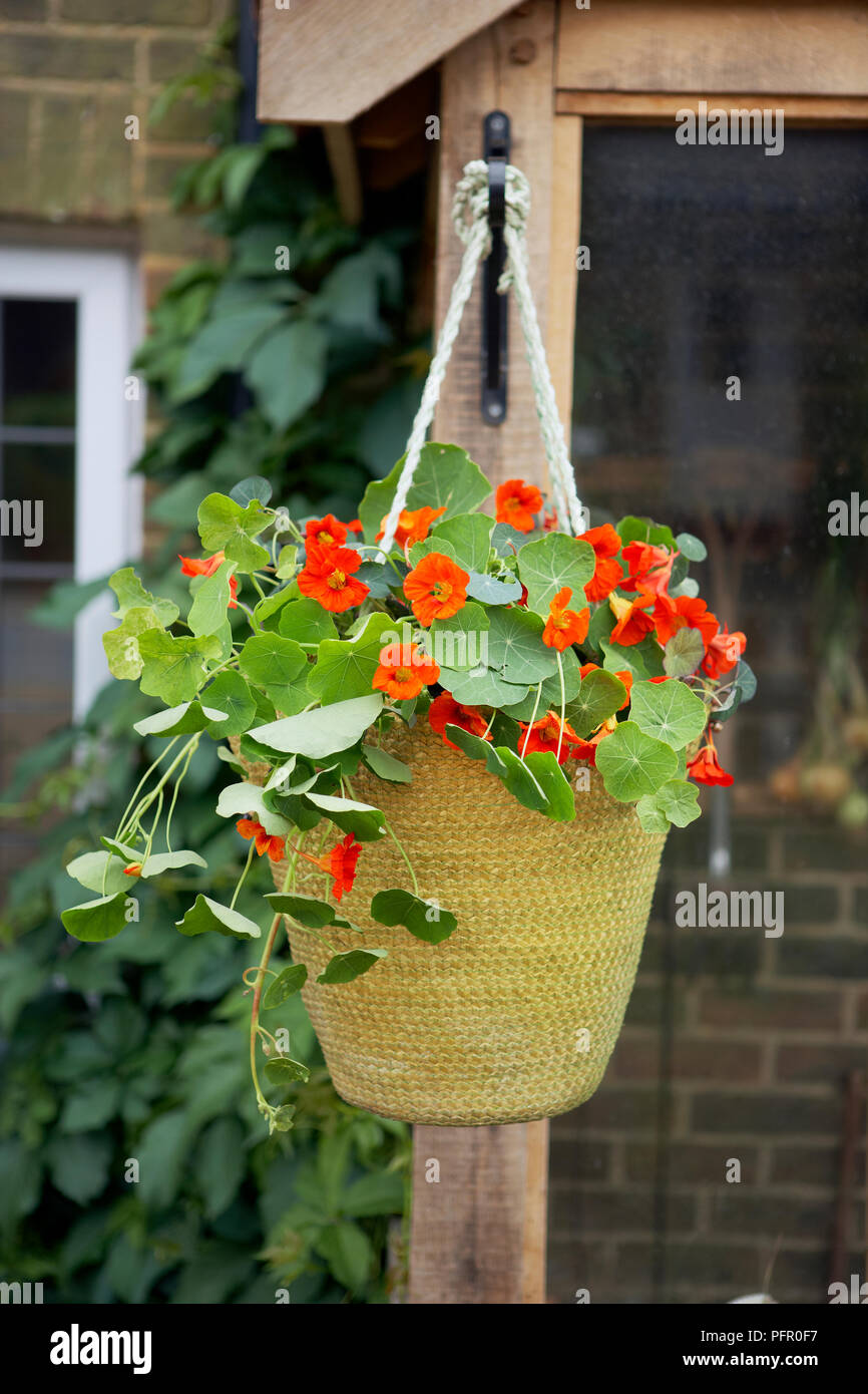 Tropaeolum Majus (nasturtium) in hanging basket outside house Stock