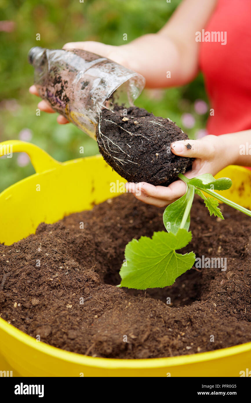 Teenage girl removing Courgette plant from plastic bottle above soil in