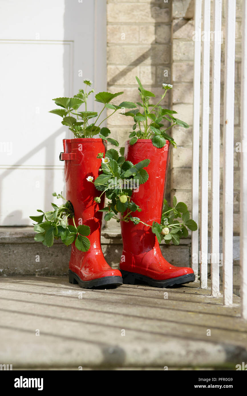 Plants in boots hi-res stock photography and images - Alamy