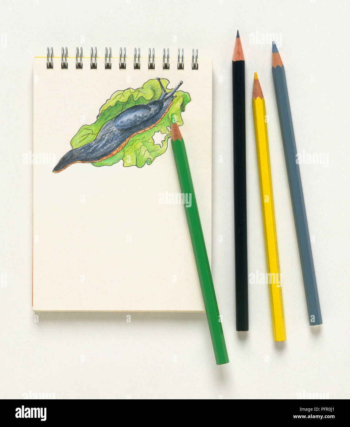 Notepad with drawing of slug and coloured pencils Stock Photo