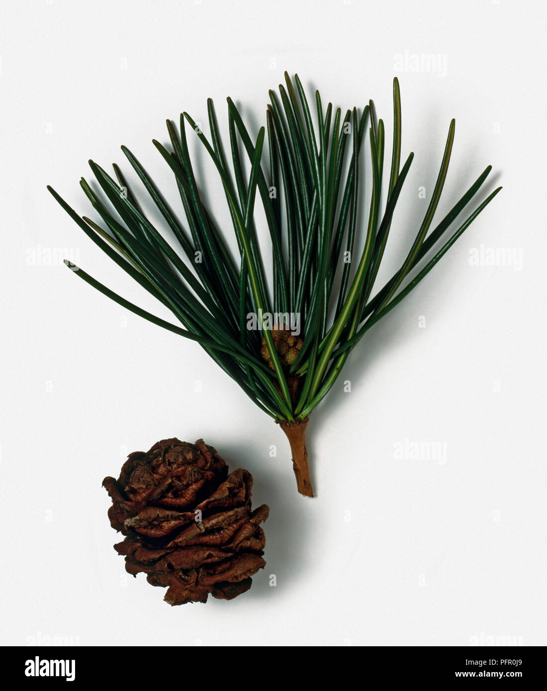 Sciadopitys verticillata (Japanese Umbrella-pine, Koyamak) stem with long green needle-like leaves, male flower cluster, and brown cone Stock Photo
