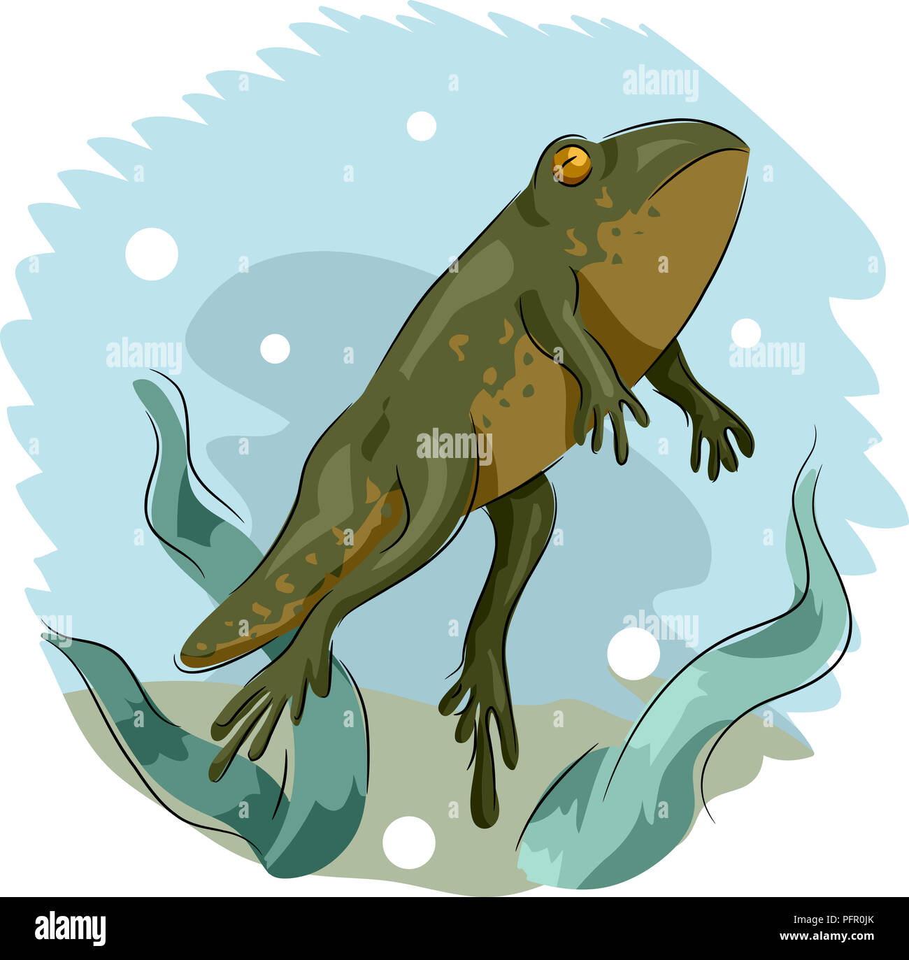 Frog with tail hi-res stock photography and images - Alamy
