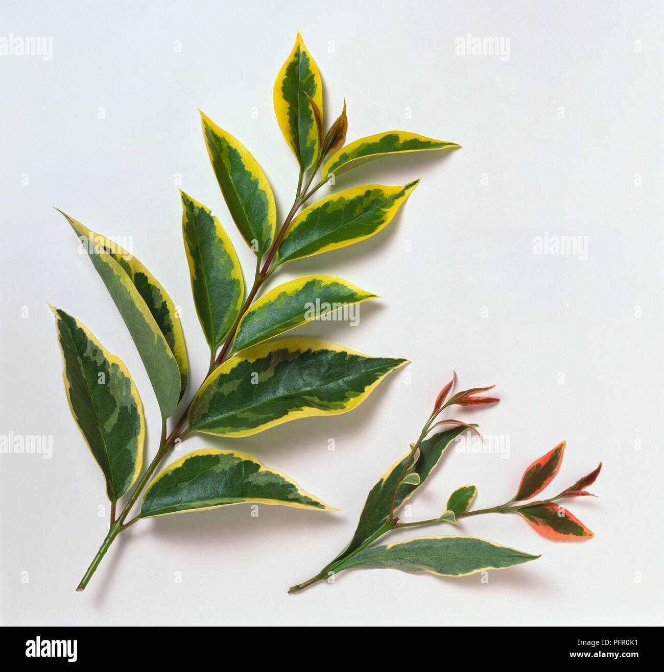Glossy fresh stem of dark green rose leaves tinged with dark red lying on  scratched leather Stock Photo - Alamy