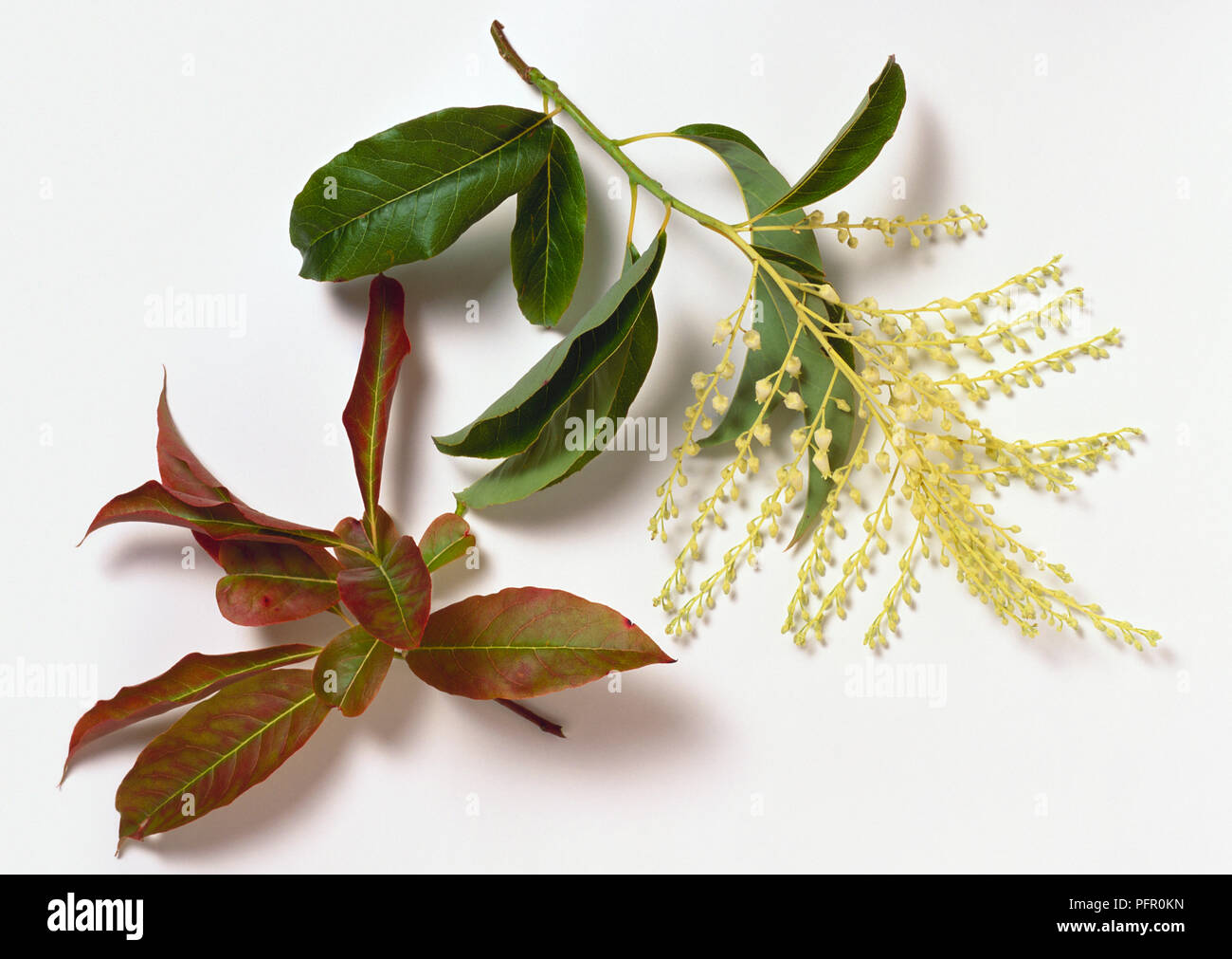 Oxydendrum arboreum (Sorrel tree or Sourwood), stem with leaves and flowers Stock Photo