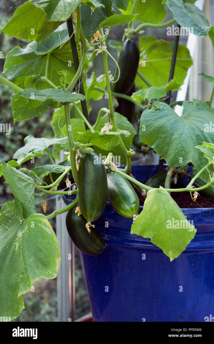 Cucumis sativus leaf close up hi-res stock photography and images - Alamy