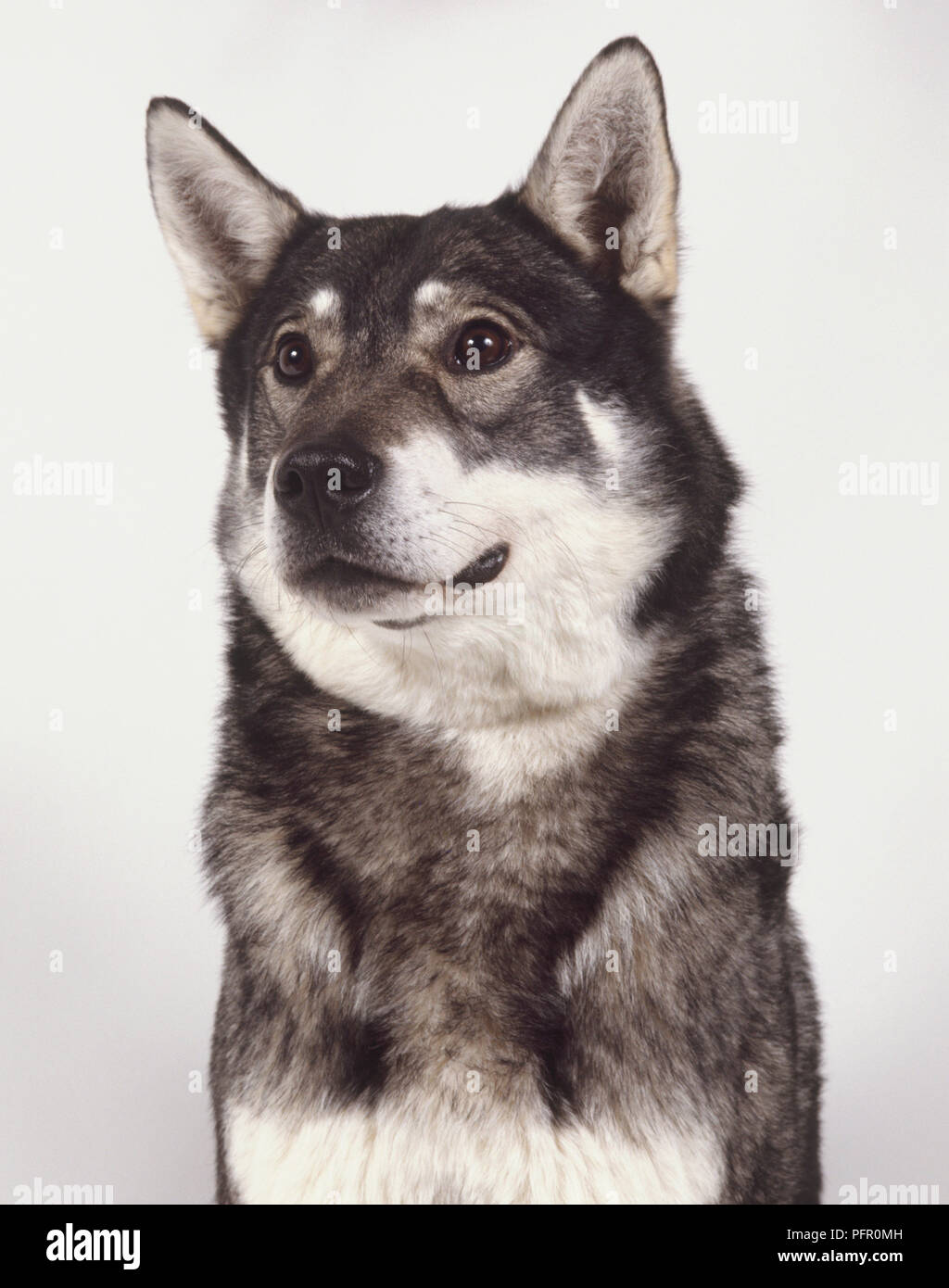 Head and neck only of swedish elkhound Stock Photo