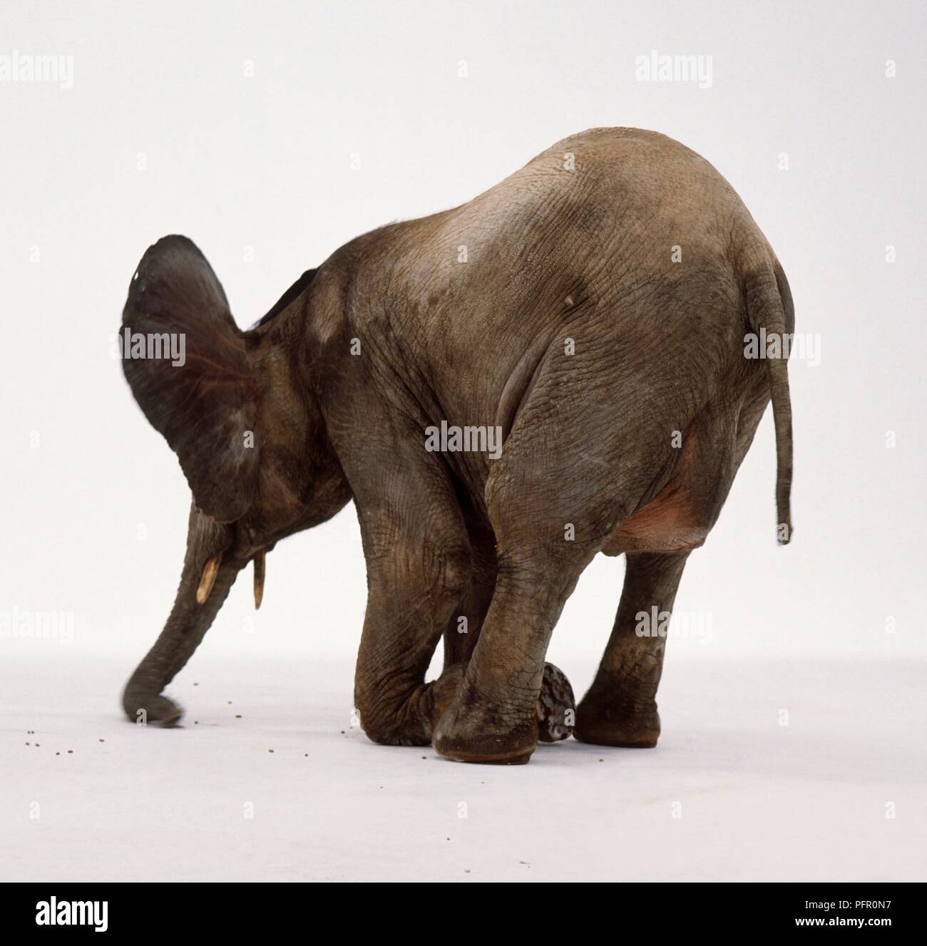 Elephant kneeling hires stock photography and images Alamy