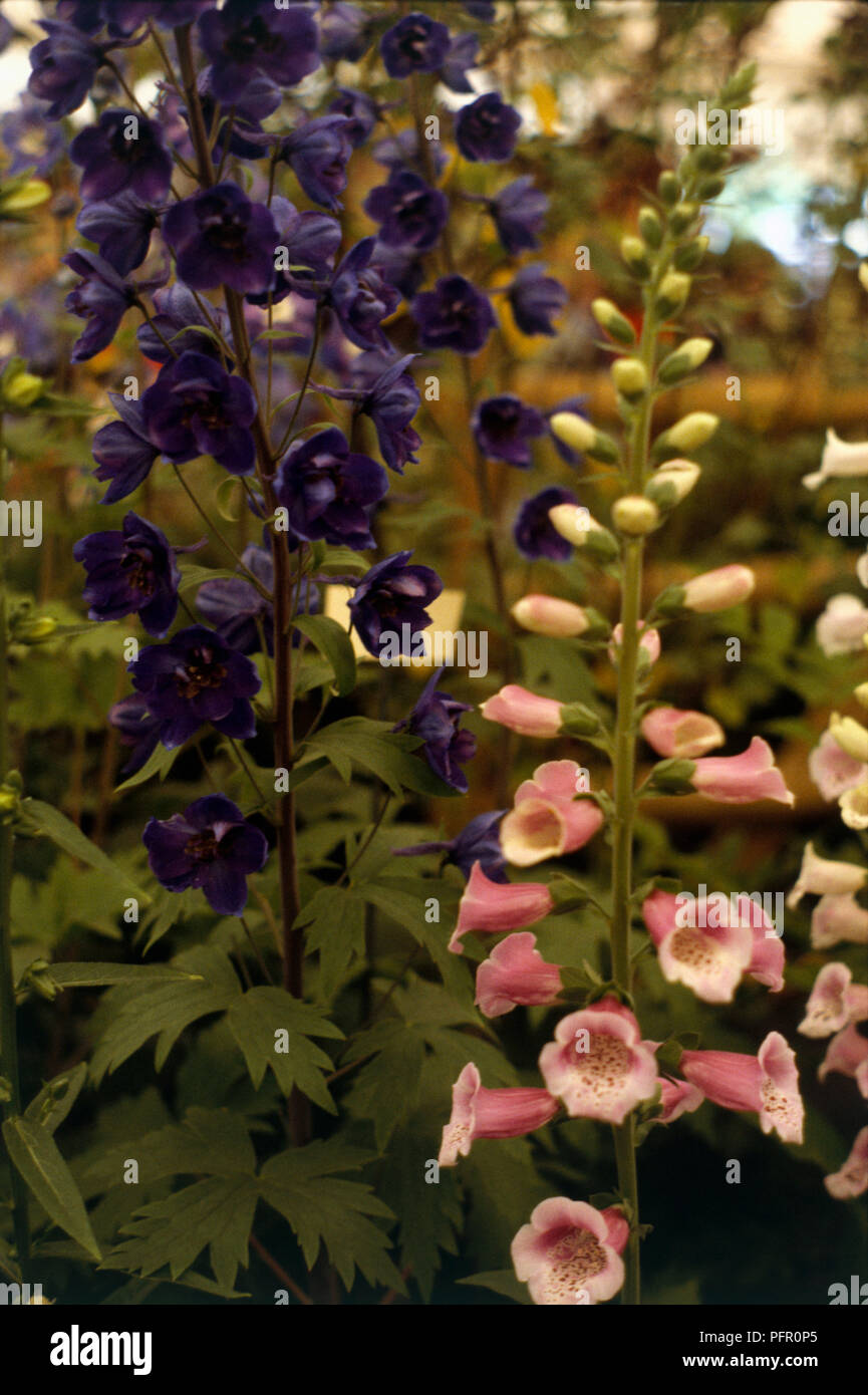 Delphinium sp. (Larkspur) and Digitalis sp. (Foxglove), closeup Stock