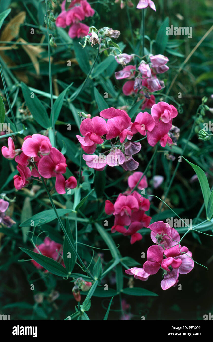 Lathyrus sp. (Wild sweet pea), pink flowers, close-up Stock Photo