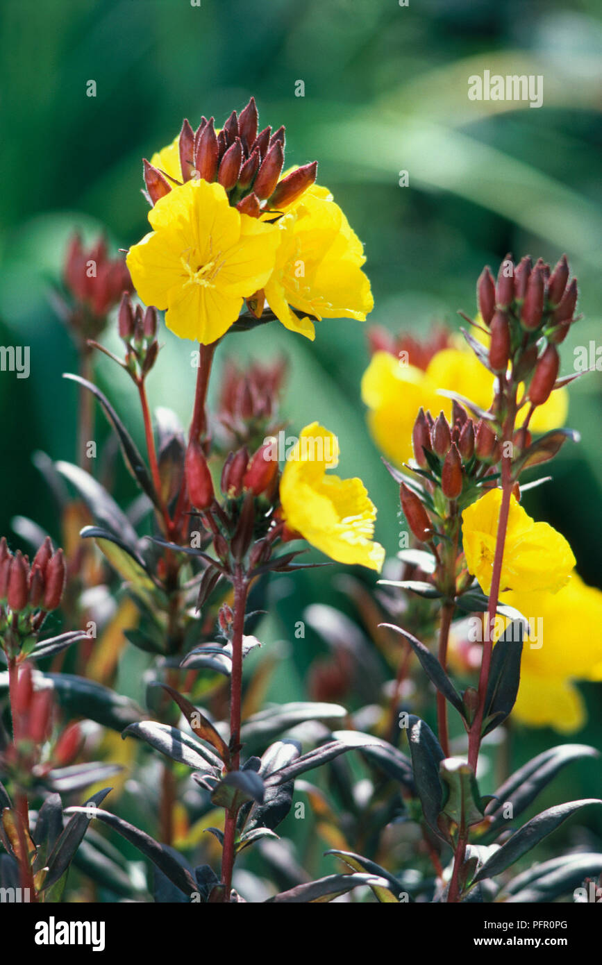 Oenothera sp. (Evening primrose), flowers and buds Stock Photo