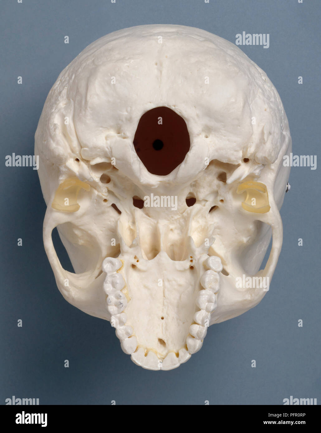 Inferior view of human skull Stock Photo