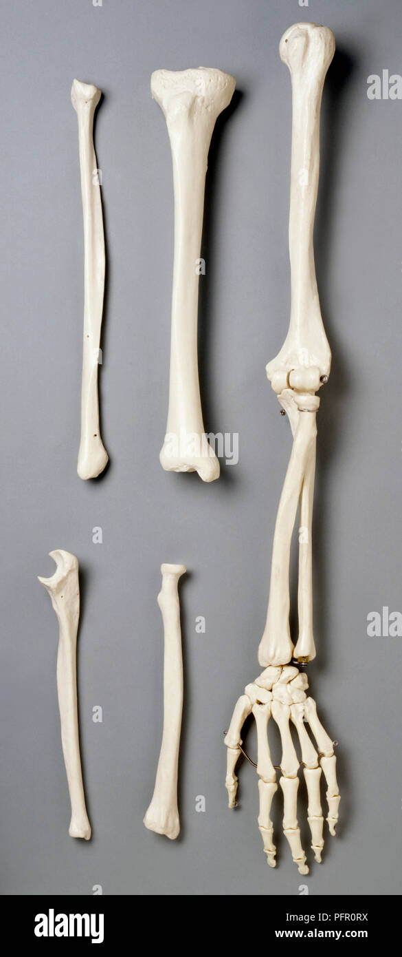 Human Arm Bones Hi res Stock Photography And Images Alamy Human Arm Bones Hi res Stock Photography And Images Alamy