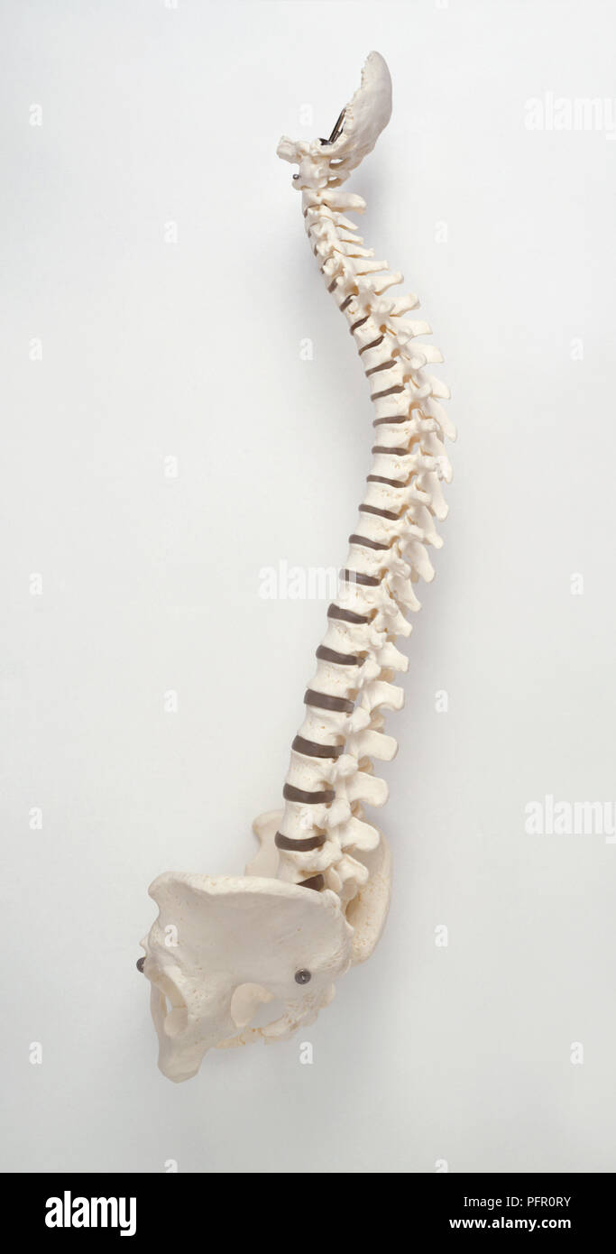 Human spine seen from left lateral side Stock Photo