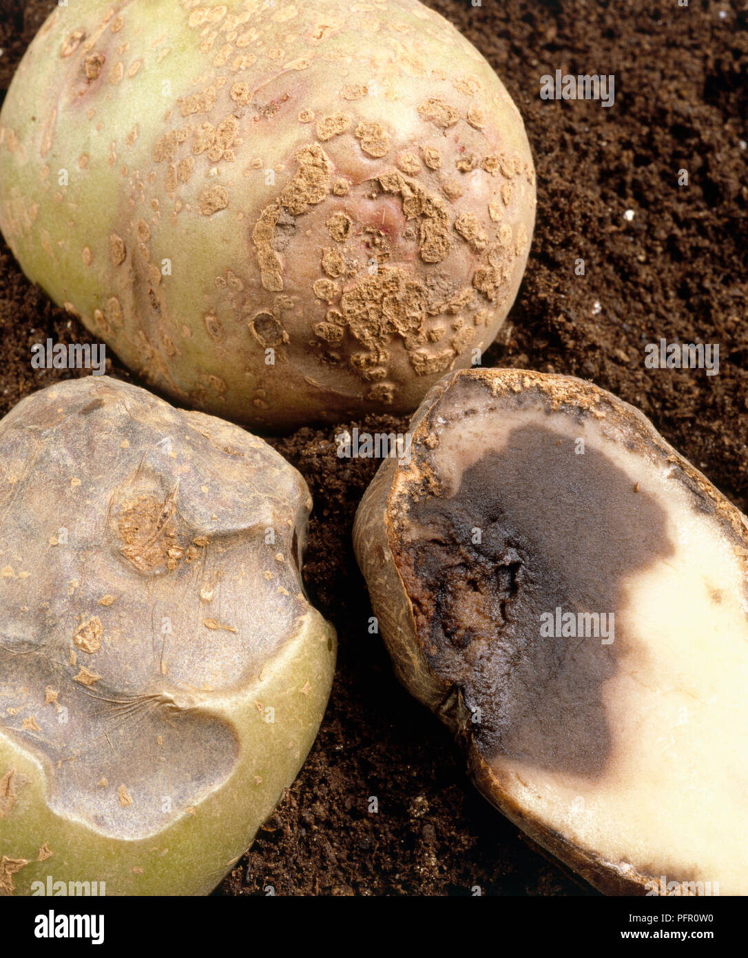 Phytophthora infestans potato blight hires stock photography and