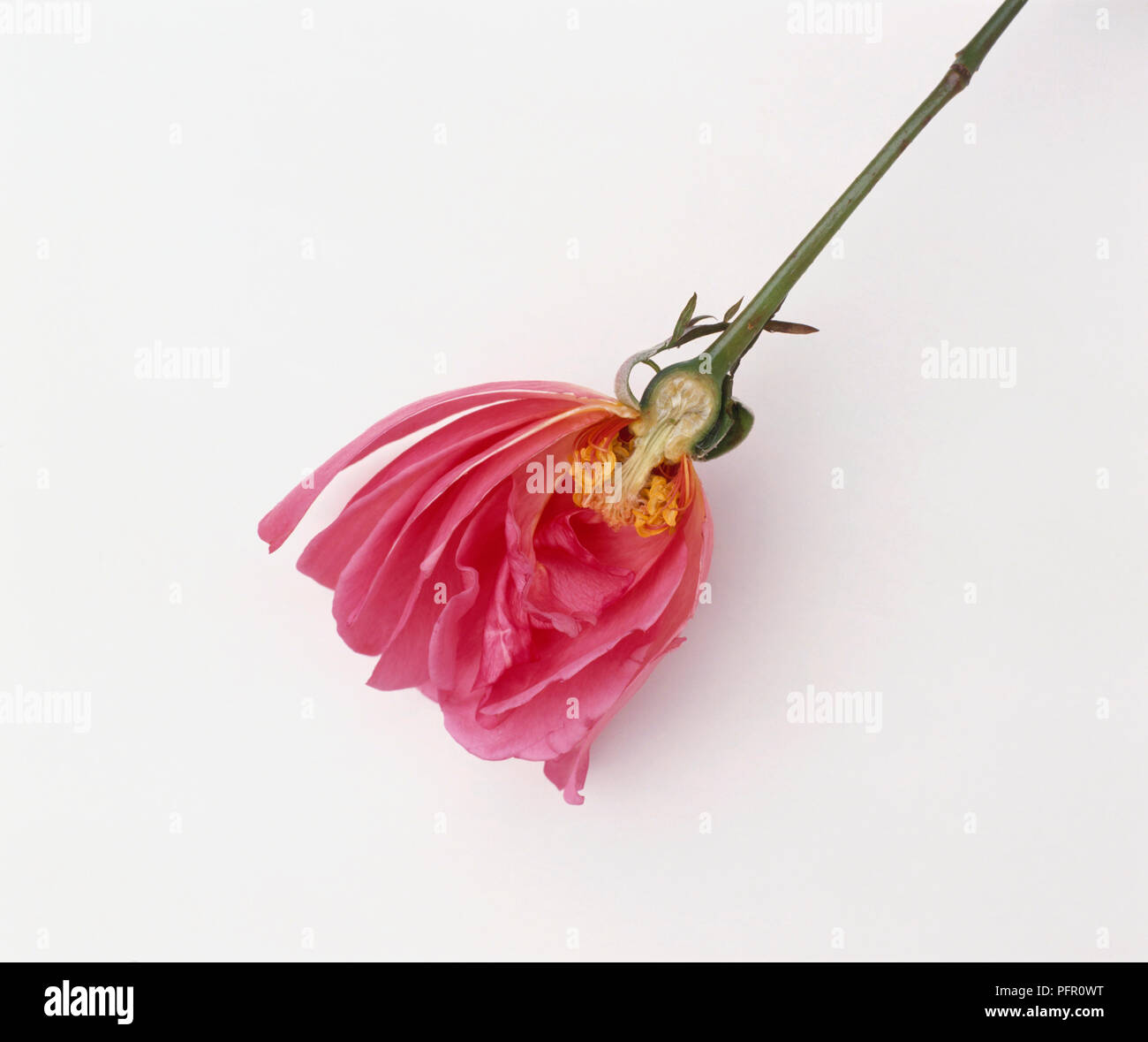 Cross-section through flower showing reproductive structure Stock Photo