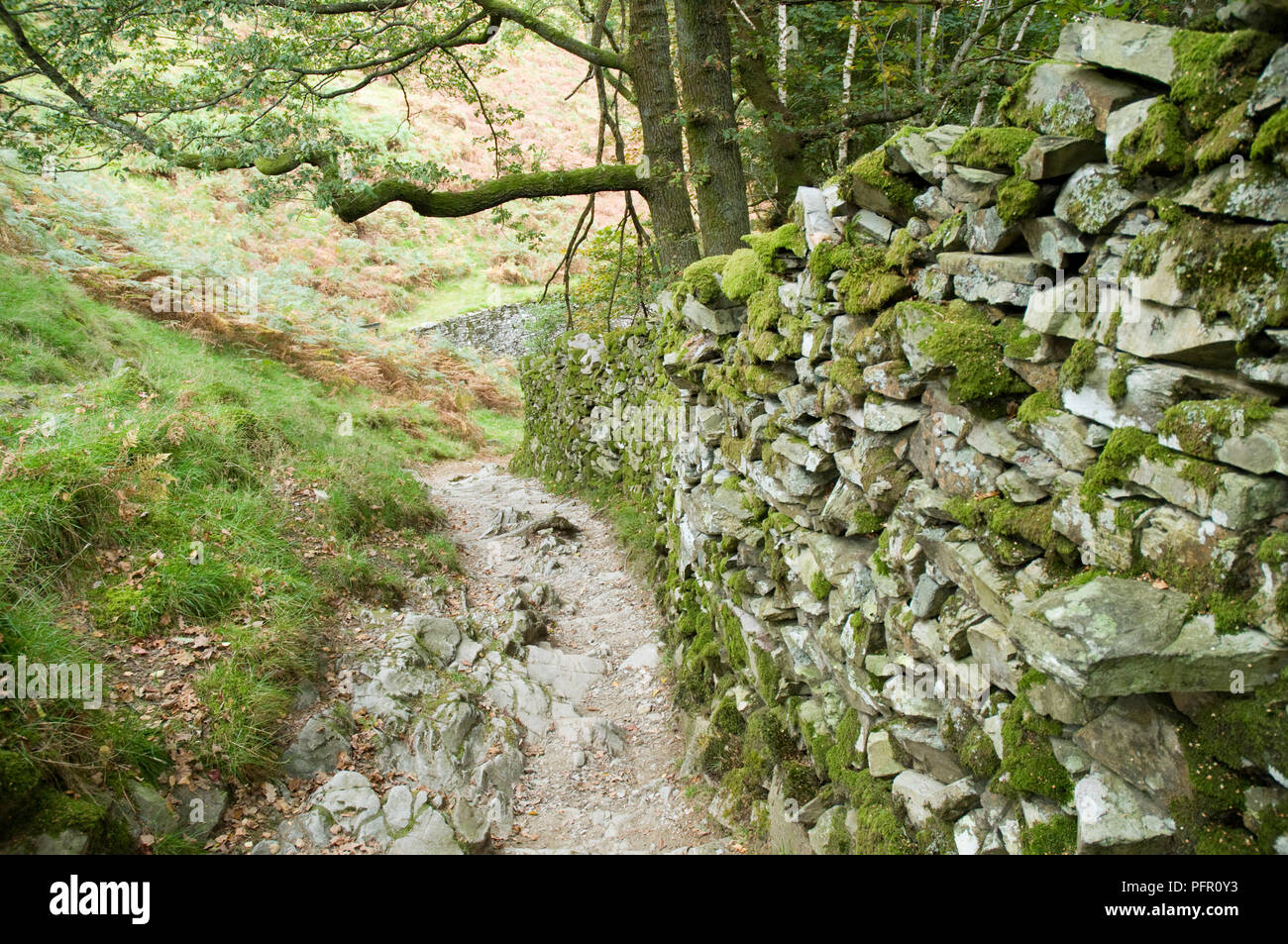 Great Britain, England, Cumbria, Lake District, the Coffin Trail walk between Grasmere and Rydal, footpath and old stone wall Stock Photo