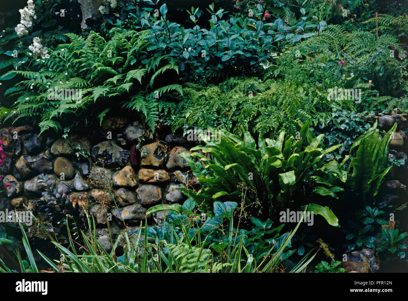 Hart's Tongue, Shield and Chain ferns growing near stone wall in botanical garden Stock Photo