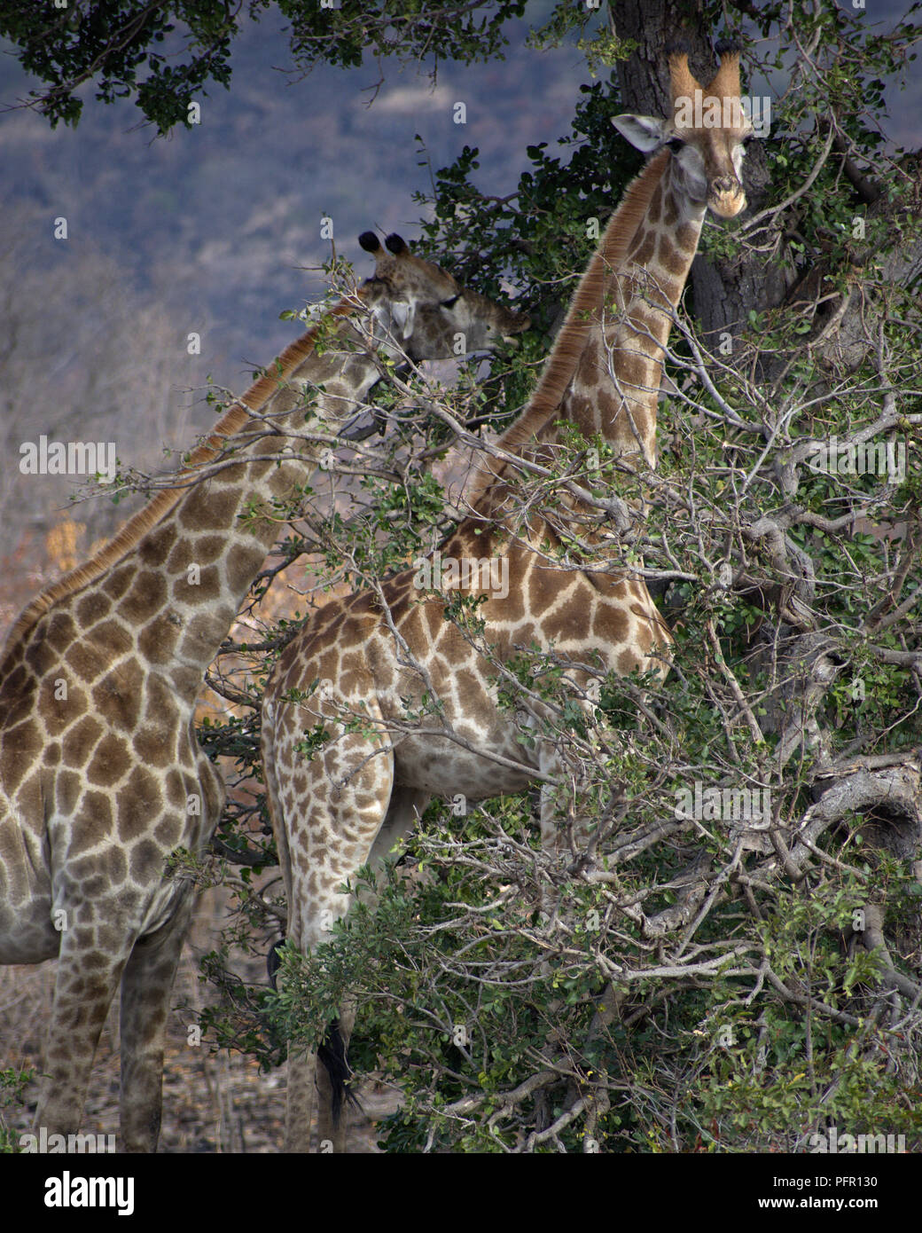 Giraffes in Kruger Park, South Park Stock Photo