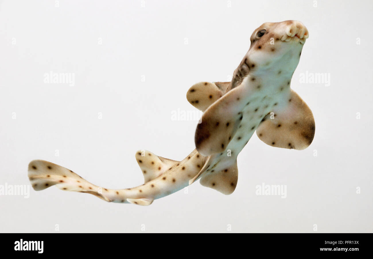 Horn shark (Heterodontus francisci), a type of bullhead shark Stock