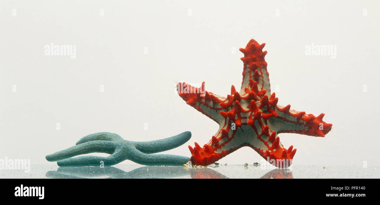 Red-knobbed starfish (Protoreaster linckii) and a turquoise starfish Stock Photo