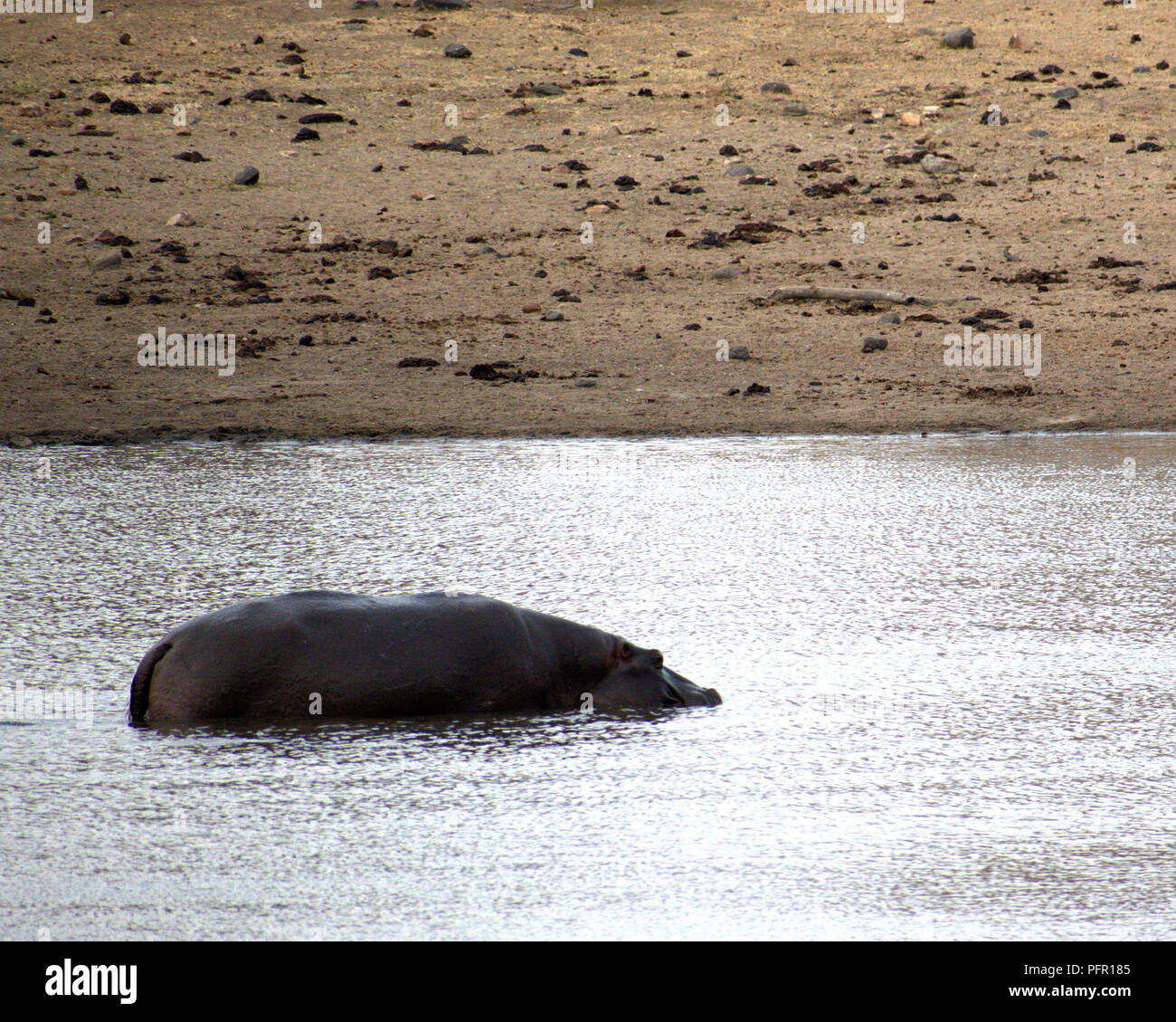 Hippos in Kruger National Park Stock Photo