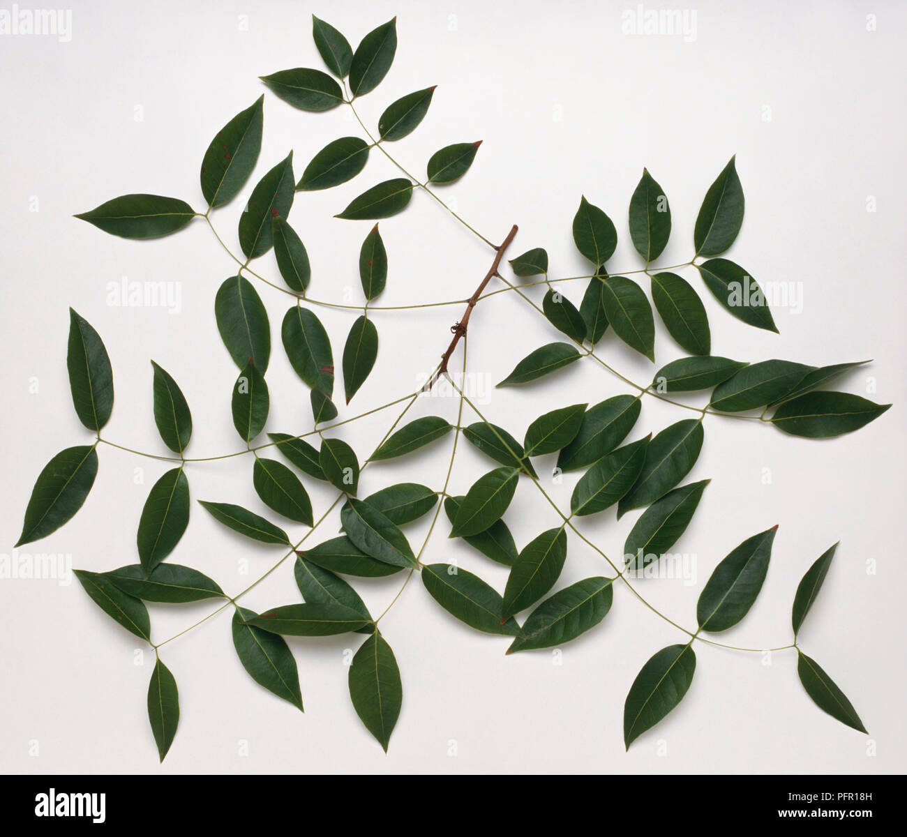 Swietenia mahagoni (West Indies Mahogany), leaves Stock Photo