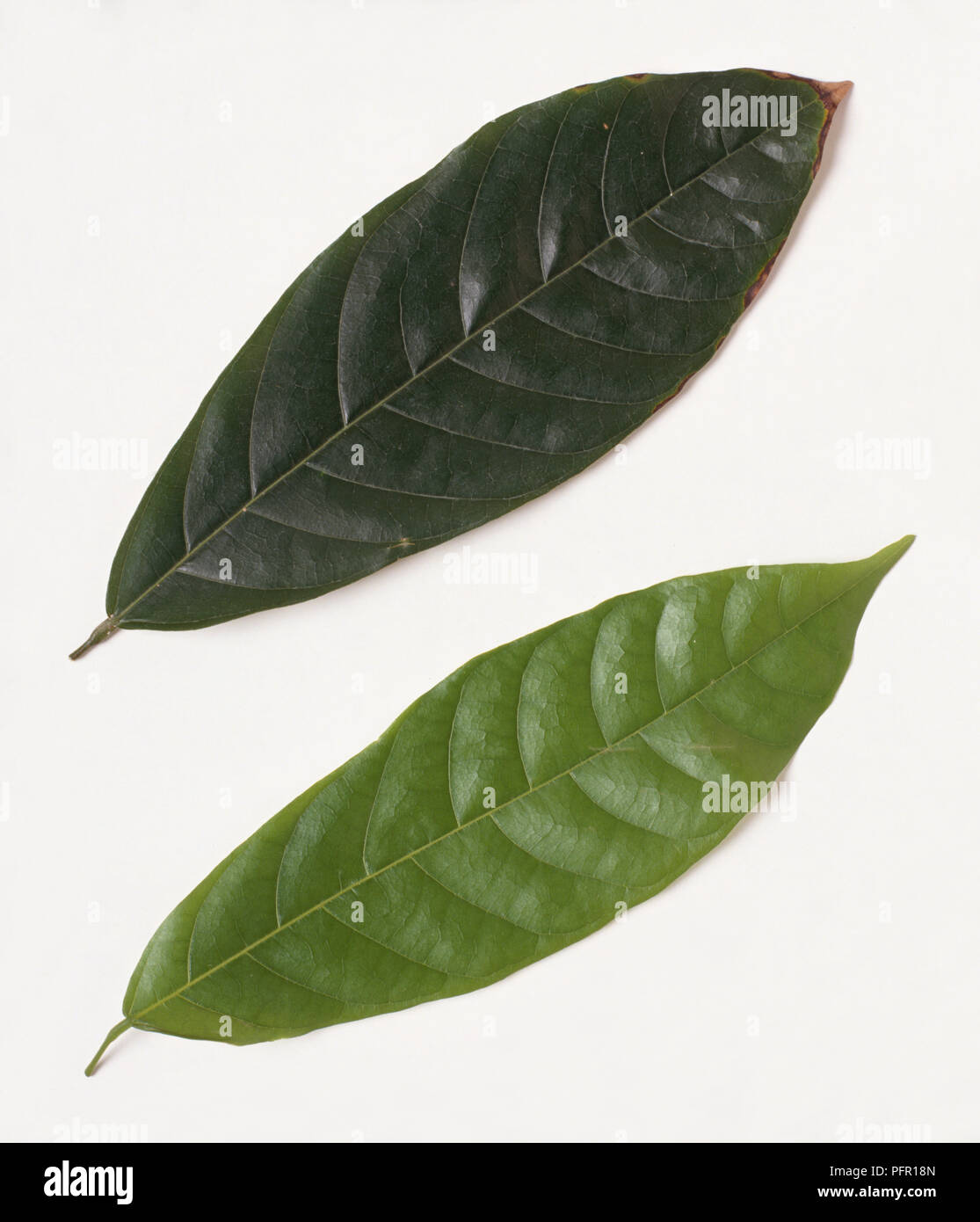 Theobroma cacao (Cocoa tree, Cacao tree), leaves Stock Photo Alamy