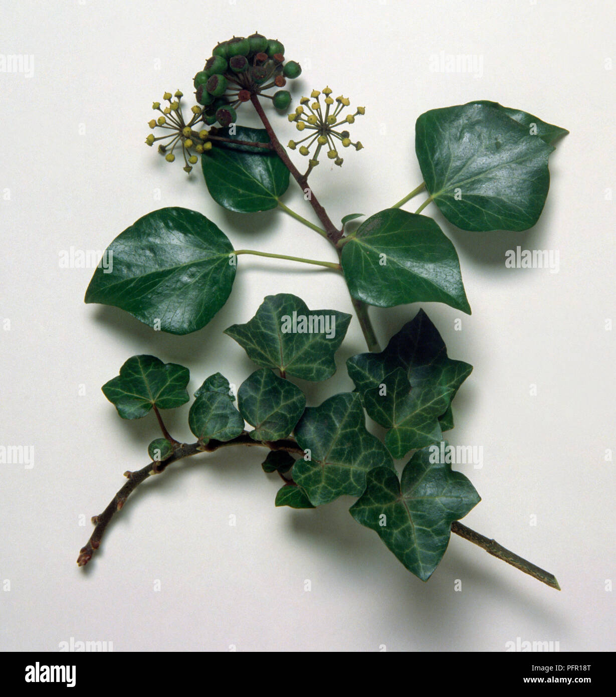 Hedera helix (Common ivy), stem with leaves, flowers and berries Stock Photo