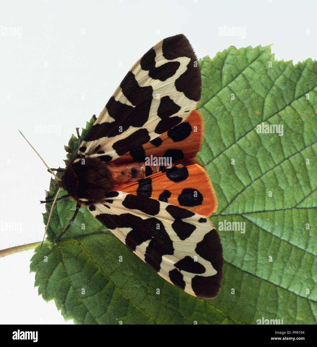 Garden tiger moth (Arctia caja) on a leaf Stock Photo