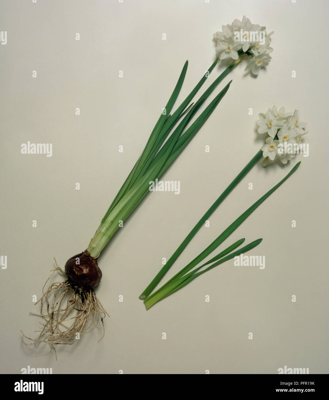 Narcissus papyraceus (Paper-white narcissus), flowers with bulbs and leaves Stock Photo