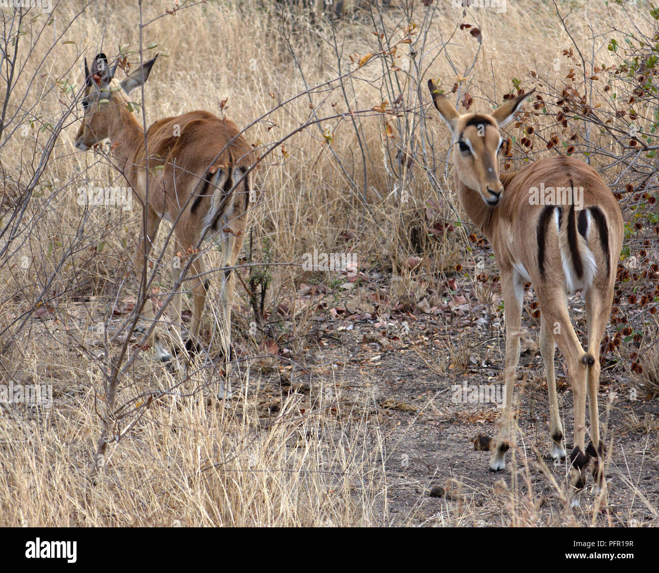 Impala, South Africa Stock Photo