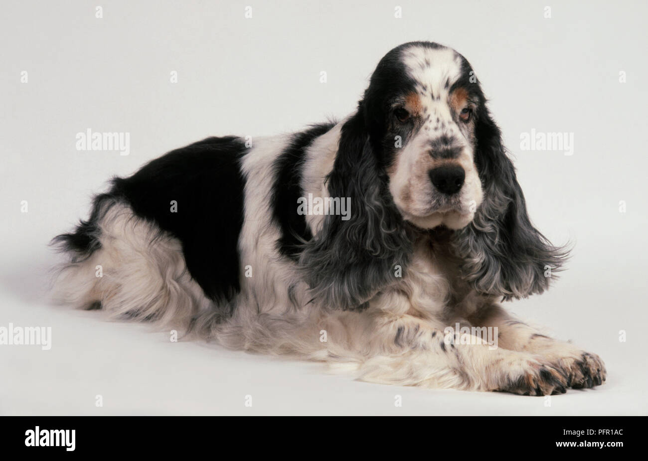 Elderly black white and tan English Cocker Spaniel Dog lying down