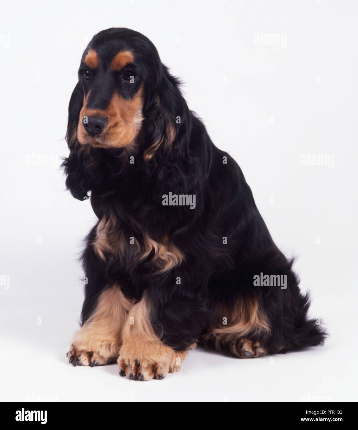 springer spaniel black and tan