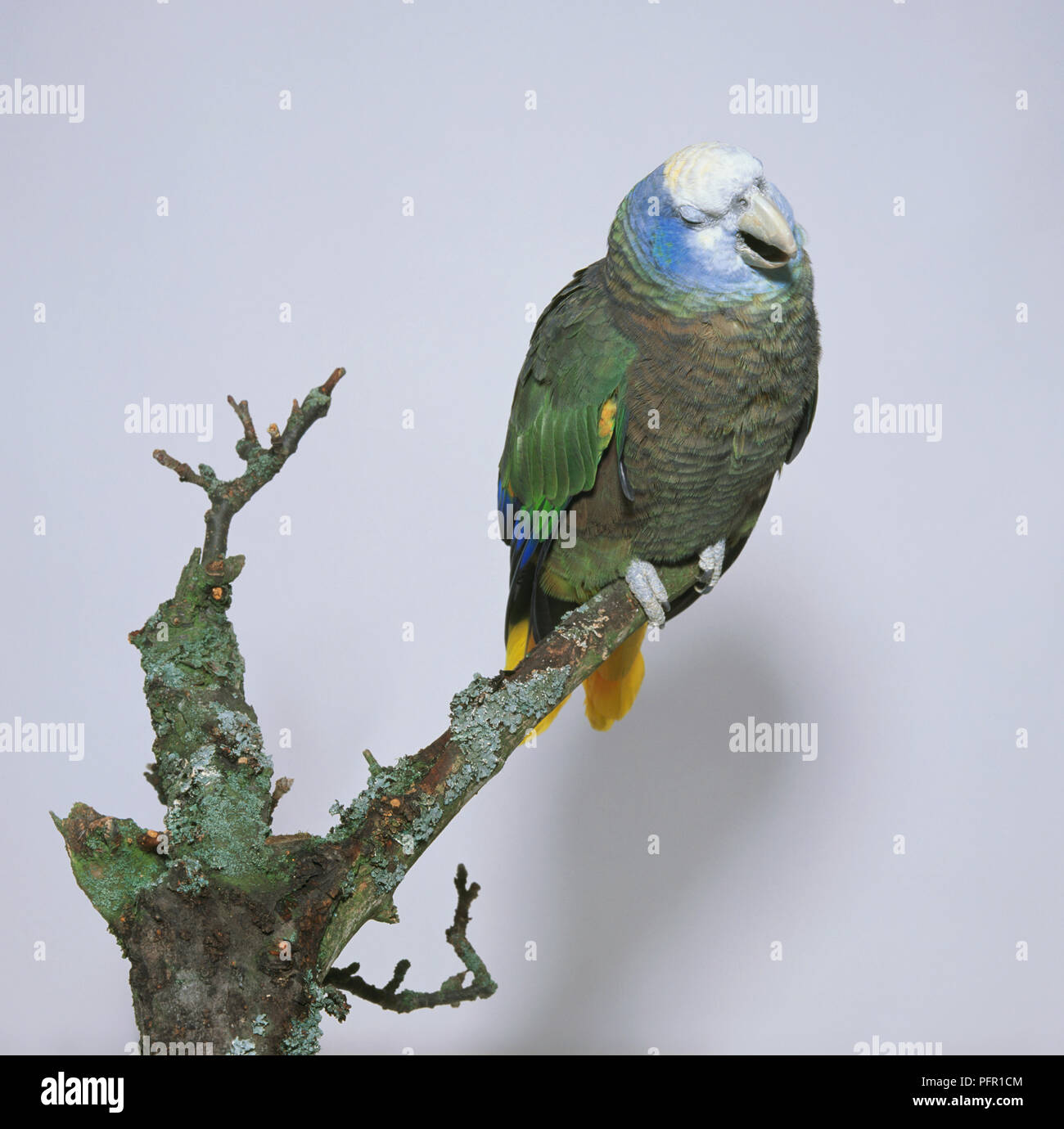 St. Vincent Amazon Parrot (Green Phase) perching on branch Stock Photo