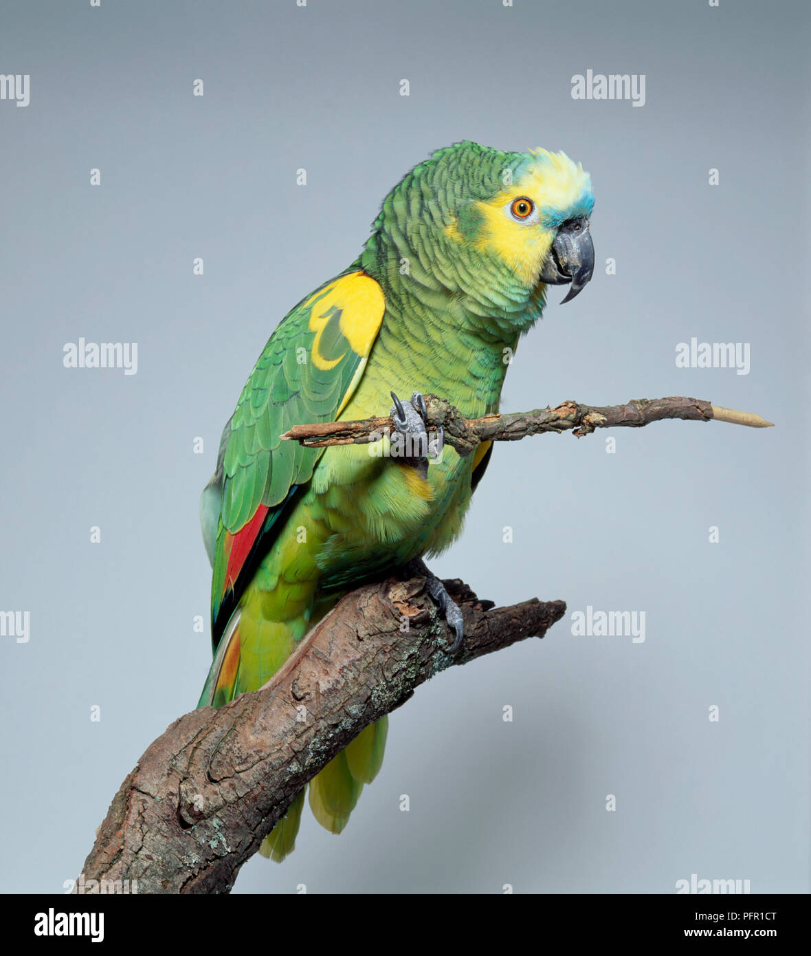 Blue-fronted Amazon (Amazona aestiva) perching on branch and holding stick with one foot Stock Photo